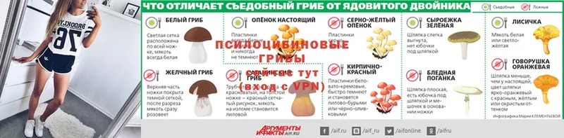 продажа наркотиков  Светлый  Псилоцибиновые грибы Psilocybe 